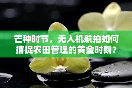 芒种时节，无人机航拍如何捕捉农田管理的黄金时刻？