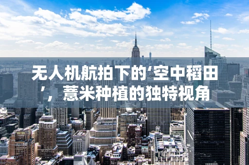 无人机航拍下的‘空中稻田’，薏米种植的独特视角