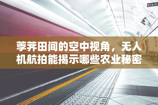 荸荠田间的空中视角，无人机航拍能揭示哪些农业秘密？