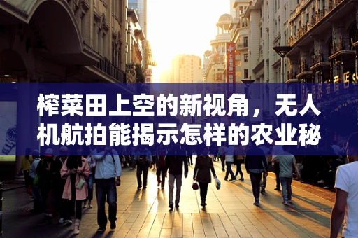 榨菜田上空的新视角，无人机航拍能揭示怎样的农业秘密？
