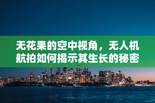 无花果的空中视角，无人机航拍如何揭示其生长的秘密？