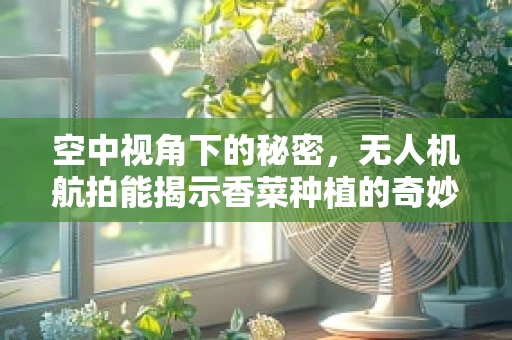 空中视角下的秘密，无人机航拍能揭示香菜种植的奇妙景观吗？