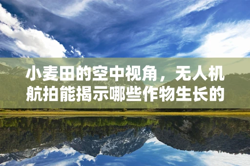 小麦田的空中视角，无人机航拍能揭示哪些作物生长的秘密？