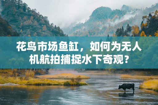 花鸟市场鱼缸，如何为无人机航拍捕捉水下奇观？